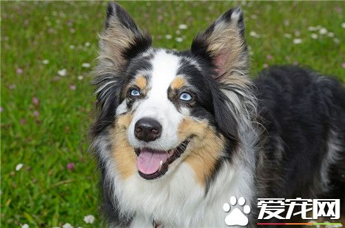 哪里有卖澳洲牧羊犬 当地的宠物店可以购买