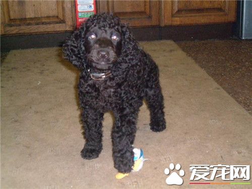 哪里可以买爱尔兰水猎犬 宠物店可以购买