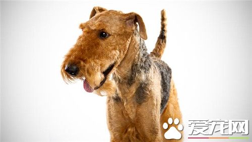 哪里能买万能梗 当地专业的宠物市场进行购买