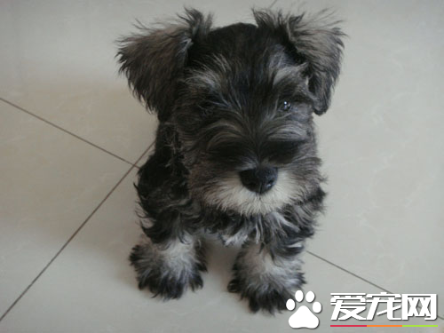 巨型雪纳瑞是什么 巨型雪纳瑞的形态特征