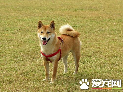 哪里可以买到柴犬 可以选择专业犬舍