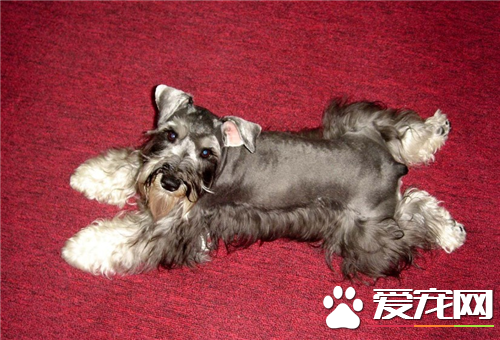 迷你雪纳瑞怎么训练 摸清雪纳瑞上厕所的规律