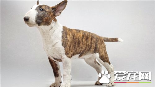 牛头梗幼犬价格 一般价格在2000元左右