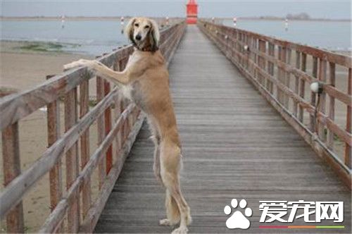 哪里有卖萨路基犬的 国内大多宠物店都没有