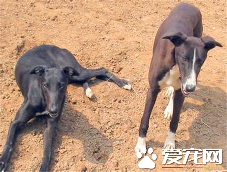 灵缇喂养 3个月以内的每日要喂4到5顿