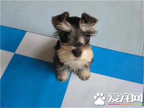 迷你雪纳瑞怎么挑选 要选身体结实而健壮