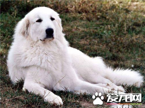 哪里有卖大白熊犬 可到各地的宠物市场