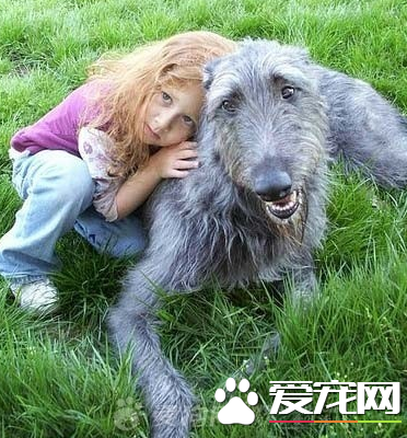 苏格兰猎鹿犬哪有卖 很多市面上都有卖