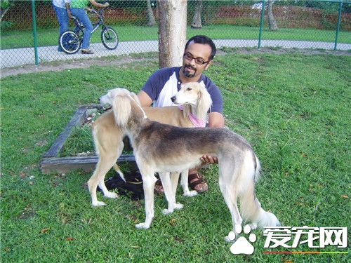 哪里有卖萨路基犬的 国内大多宠物店都没有