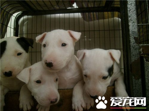 牛头梗幼犬价格 一般价格在2000元左右