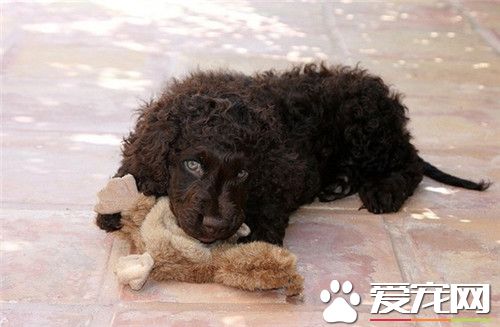 哪里可以买爱尔兰水猎犬 宠物店可以购买