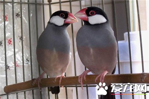 灰文鸟饲养 灰文鸟喜食带壳的种籽