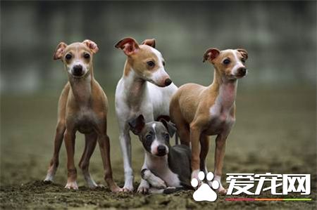 灵缇和细狗的区别 区别在尾巴和耳朵上的毛