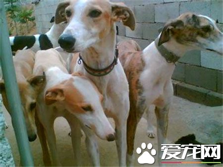 灵缇幼犬用什么疫苗 42天注射荷兰英特威小犬二联