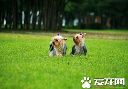 哪里有卖约克夏 选择专业的宠物店去购买