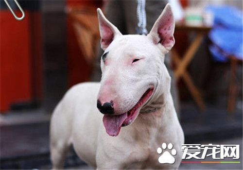 牛头梗幼犬价格 一般价格在2000元左右