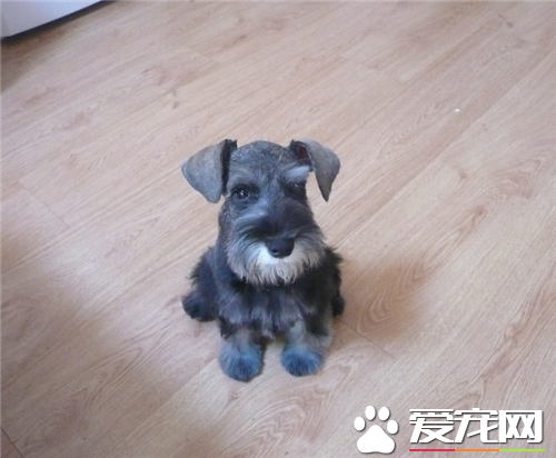 迷你雪纳瑞忠诚度 对主人是非常的忠心