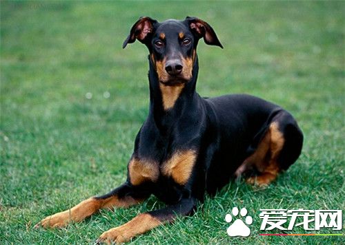 哪里有杜宾犬卖 可以去专业繁殖基地购买