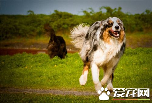 哪里有卖澳洲牧羊犬 当地的宠物店可以购买