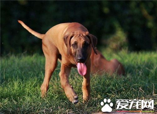 哪里有卖寻血猎犬 可以在网上选择购买