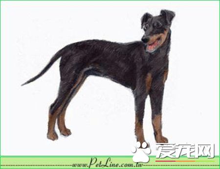 曼彻斯特梗价格 价格一般在15000到20000元左右