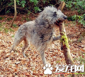 苏格兰猎鹿犬价格 一般价格在1000到6000元