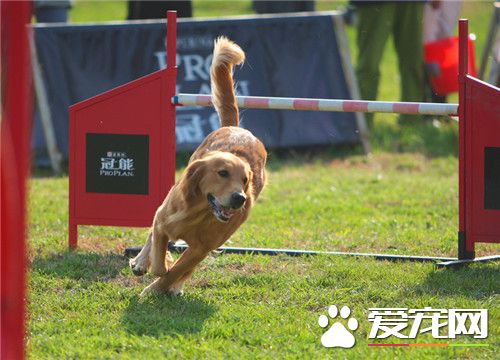 哪里有卖的法老王猎犬 宠物市场可以买到