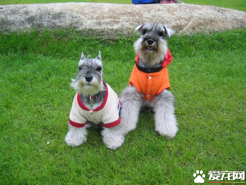 巨型雪纳瑞犬哪里有卖 宠物店一般都有卖