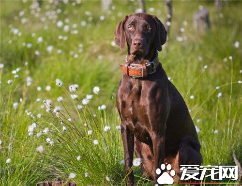 哪有维兹拉犬买 可以到宠物市场进行购买