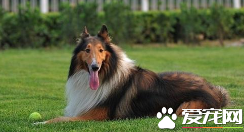 苏格兰牧羊犬多大成年 苏格兰牧羊犬能长多大
