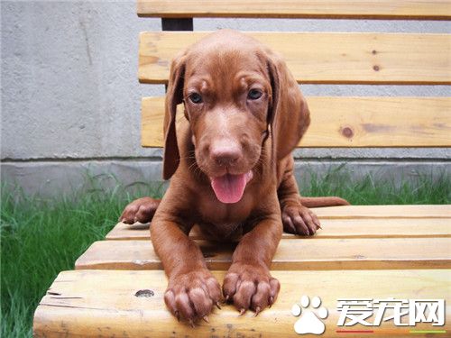 哪有维兹拉犬买 可以到宠物市场进行购买