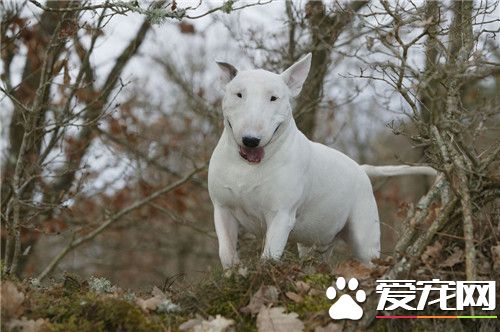 牛头梗掉毛吗 牛头梗犬是不容易掉毛的