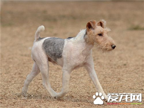 哪里有卖刚毛猎狐梗 宠物市场都能够买到