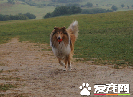 苏格兰牧羊犬的训练 最好不要常用链子拴住
