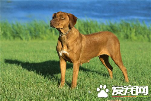 哪有卖罗得西亚脊背犬 宠物市场就可以买得到