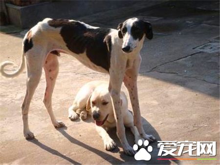 灵缇狗嗅觉怎么样 灵缇狗嗅觉非常的灵敏