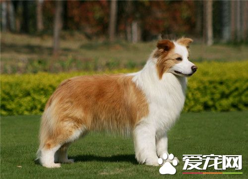 哪里有卖澳洲牧羊犬 当地的宠物店可以购买