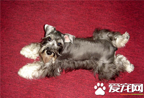 迷你雪纳瑞是不是爱叫 一般情况下是很少叫