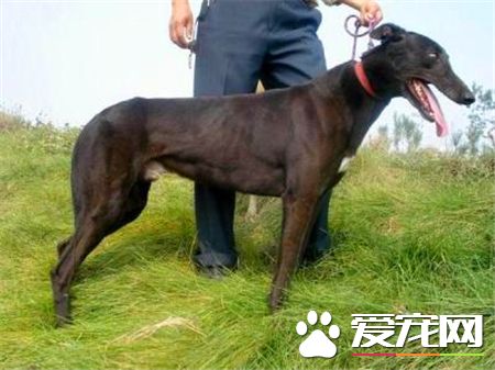 灵缇幼犬几个月长成年 1岁半左右发育完成