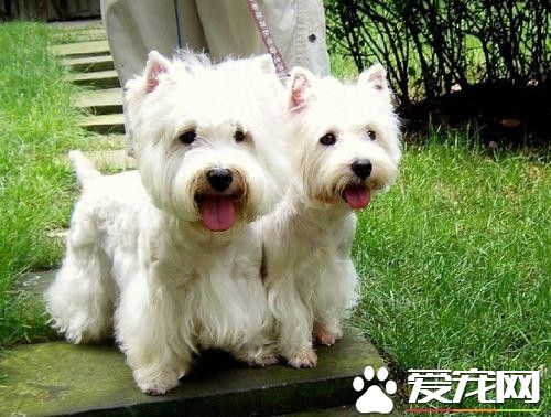 哪里有卖西高地白梗 全国各地宠物市场都有卖