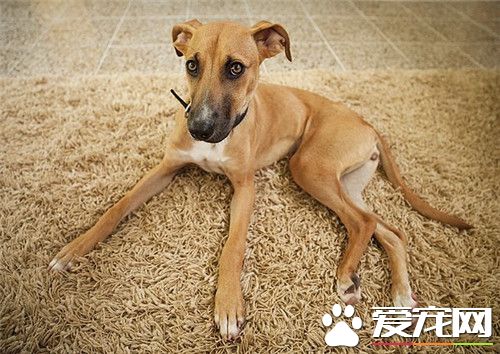 哪有卖罗得西亚脊背犬 宠物市场就可以买得到