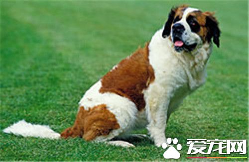 圣伯纳犬习性 圣伯纳犬个性十分温顺