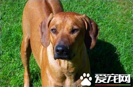 罗得西亚脊背犬那里有卖的 宠物商店可以买到