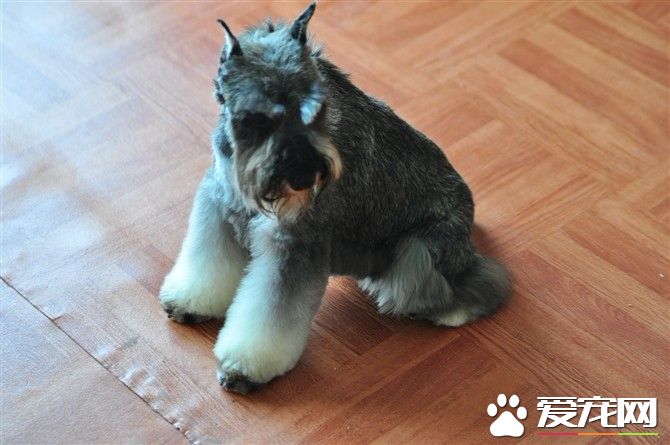 巨型雪纳瑞犬凶吗 雪纳瑞犬一般不会太凶