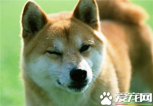 哪里可以买到柴犬 可以选择专业犬舍