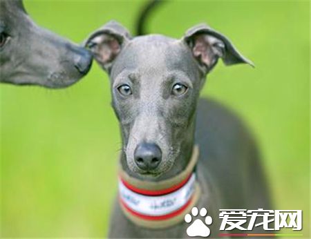 灵缇犬如何训练 训练的时候需要强制和威压