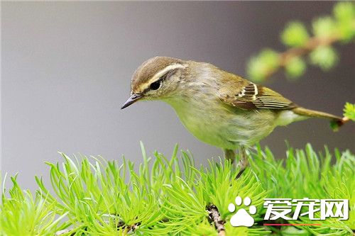 黄眉柳莺吃什么 柳莺喜欢吃蝽象叶跳蝉