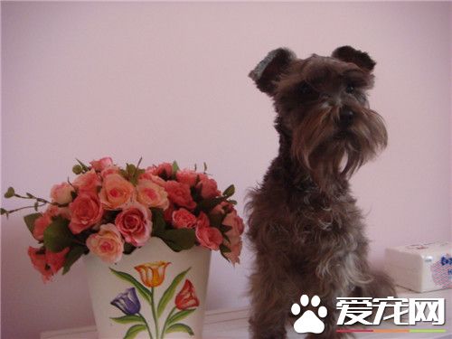 迷你雪纳瑞喜欢吃什么 喂雪纳瑞注意事项