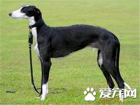 灵缇和细狗的区别 区别在尾巴和耳朵上的毛