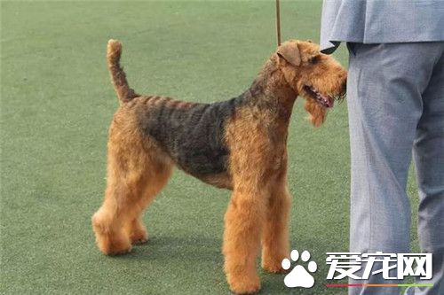 哪里能买万能梗 当地专业的宠物市场进行购买